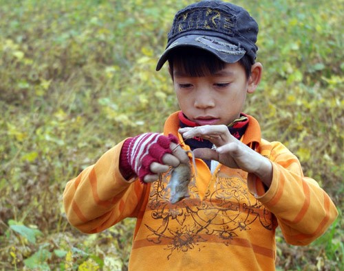 Những chú chuột đồng ở ngoại thành Hà Nội vào mùa này không to nhưng vẫn ăn được nên trẻ con vẫn rất thích đi săn để về làm một bữa cơm.